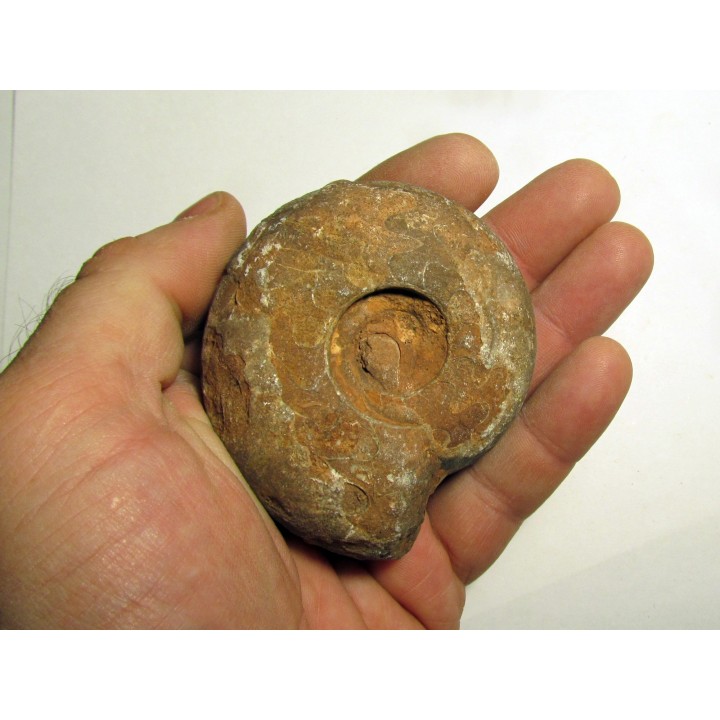 METALEGOCERAS SUNDAICUM (2)