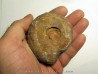 METALEGOCERAS SUNDAICUM (2)