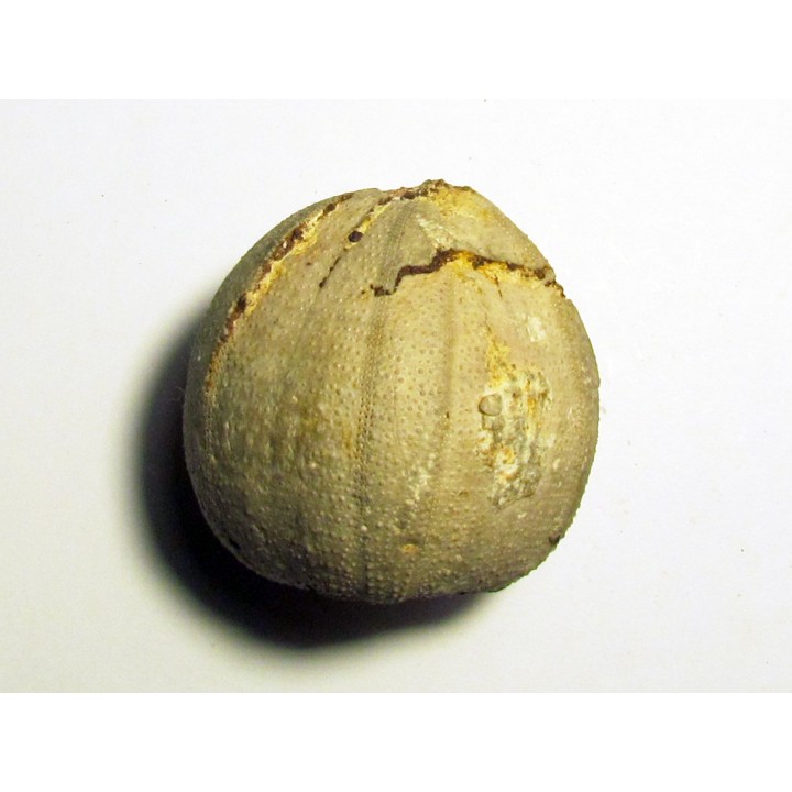 Pedinopsis meridanensis 