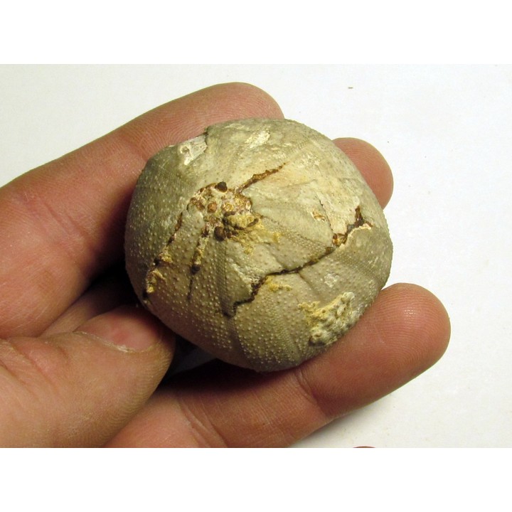Pedinopsis meridanensis 