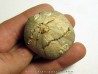 Pedinopsis meridanensis 
