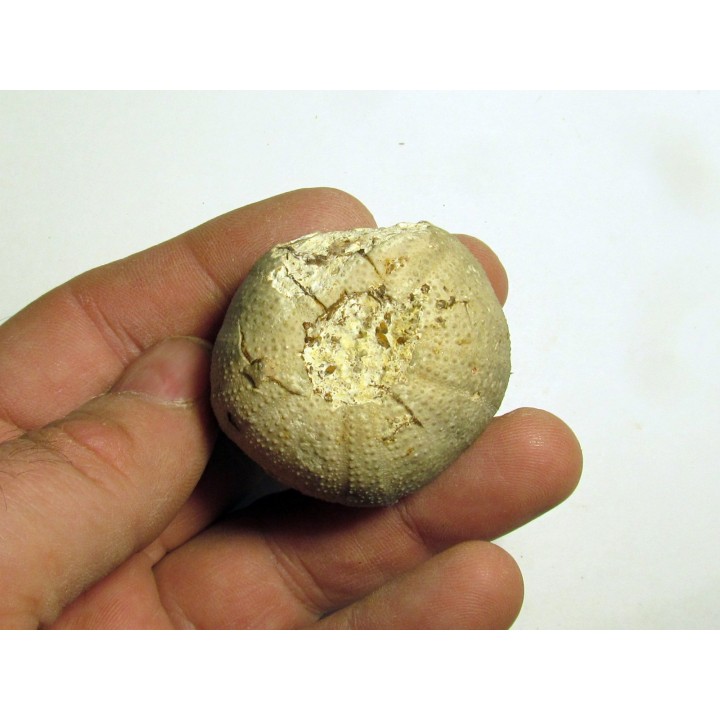 Pedinopsis meridanensis 