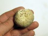 Pedinopsis meridanensis 
