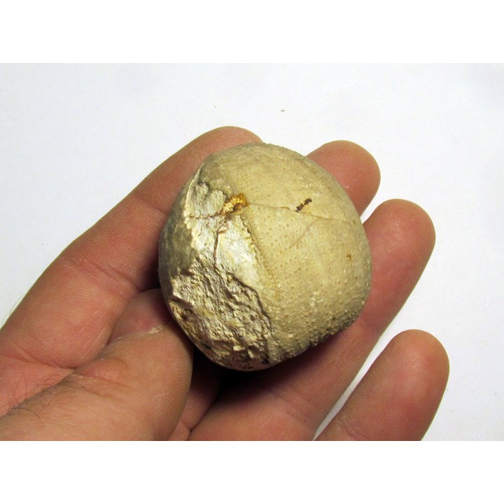 Pedinopsis meridanensis 