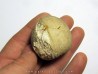Pedinopsis meridanensis 