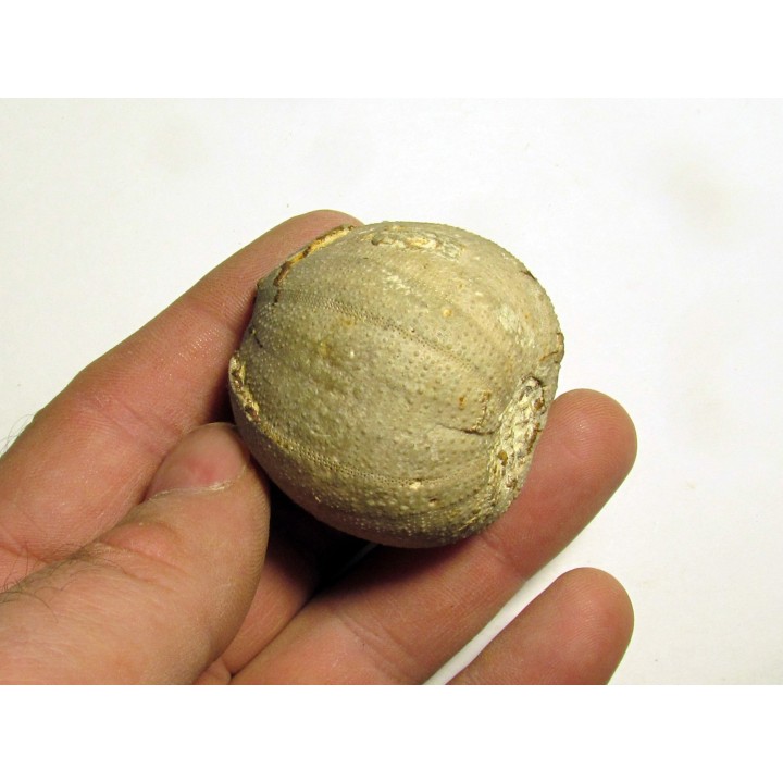 Pedinopsis meridanensis 