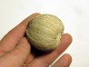 Pedinopsis meridanensis 