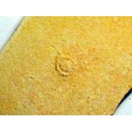 Tetragramma sp.
