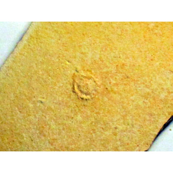 Tetragramma sp.