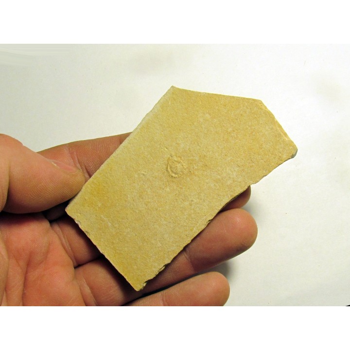 Tetragramma sp.