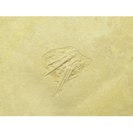 oursin Pseudosalenia aspera - Solnhofen