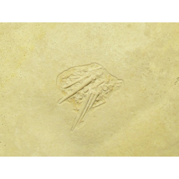 oursin Pseudosalenia aspera - Solnhofen