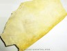 oursin Pseudosalenia aspera - Solnhofen