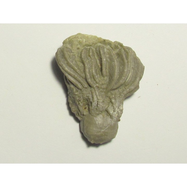 PLATYCRINITES PENICILLUS