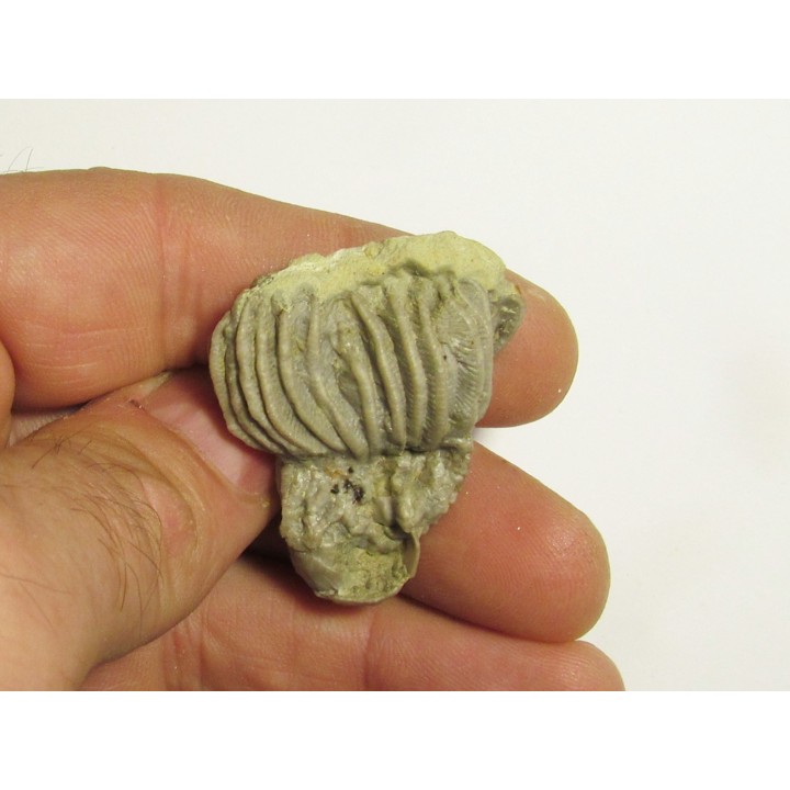 PLATYCRINITES PENICILLUS