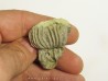 PLATYCRINITES PENICILLUS