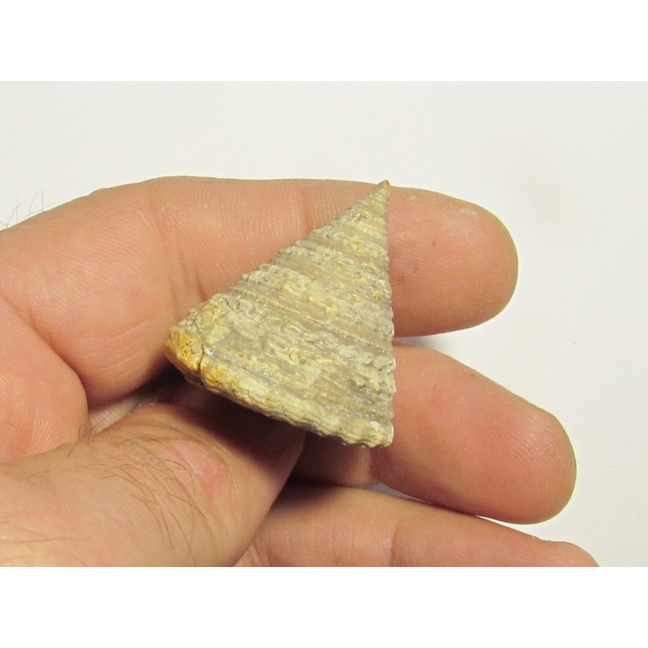 Pleurotomaria precatoria