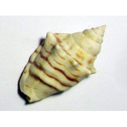 Strombus fasiatus
