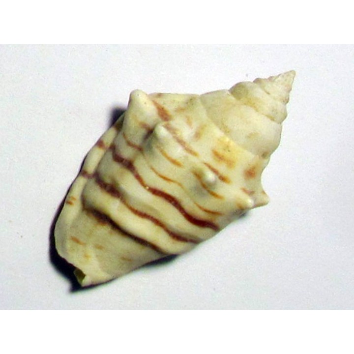 Strombus fasiatus
