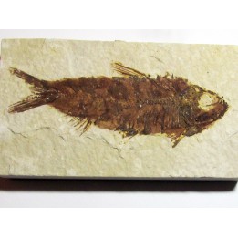 poisson fossile KNIGHTIA EOCAENA (2)