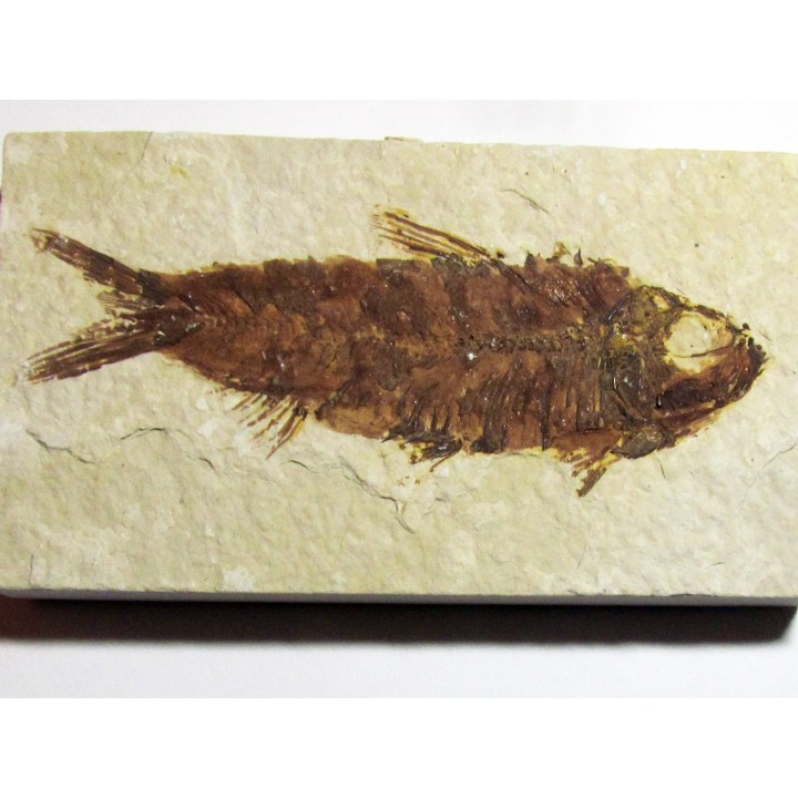 fish: KNIGHTIA EOCAENA (2)
