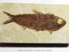 fish: KNIGHTIA EOCAENA (2)