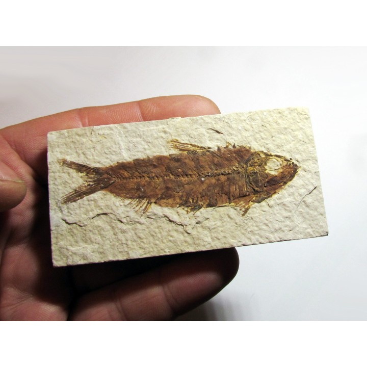 fish: KNIGHTIA EOCAENA (2)