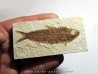 fish: KNIGHTIA EOCAENA (2)