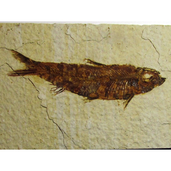 poisson fossile KNIGHTIA EOCAENA (3)