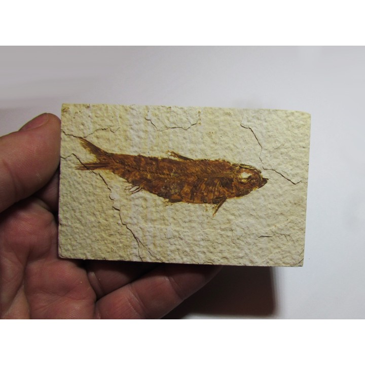 poisson fossile KNIGHTIA EOCAENA (3)