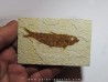 fish: KNIGHTIA EOCAENA (3)
