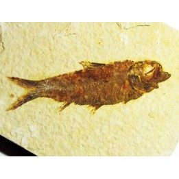 fish: KNIGHTIA EOCAENA (5)
