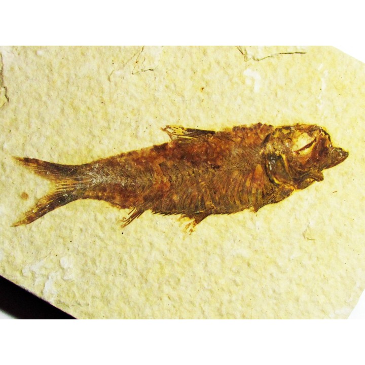 poisson fossile KNIGHTIA EOCAENA (5)
