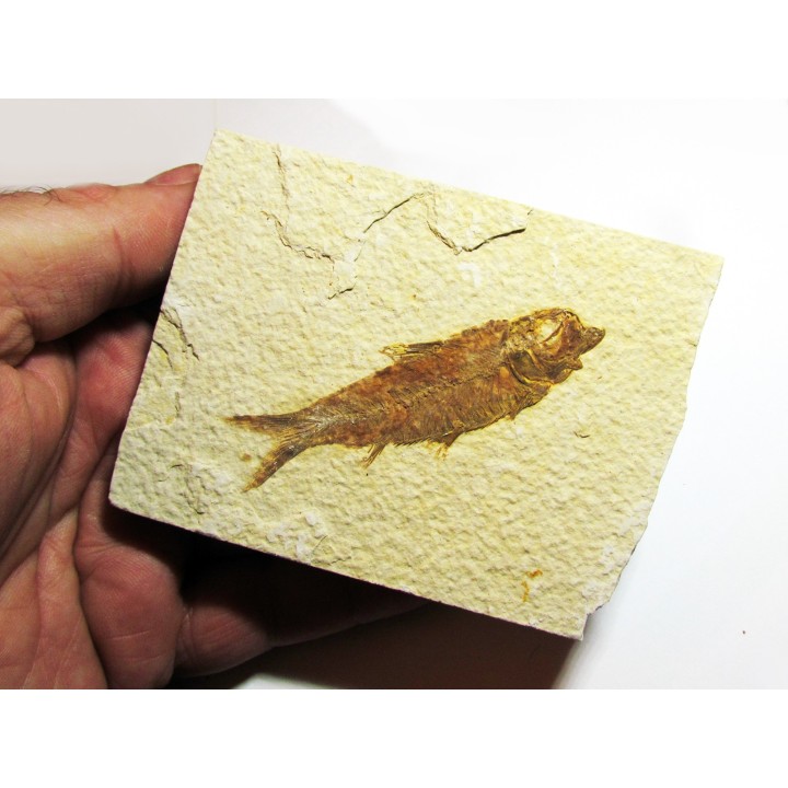 fish: KNIGHTIA EOCAENA (5)