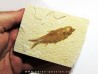 fish: KNIGHTIA EOCAENA (5)