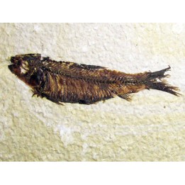 fish: KNIGHTIA EOCAENA (7)