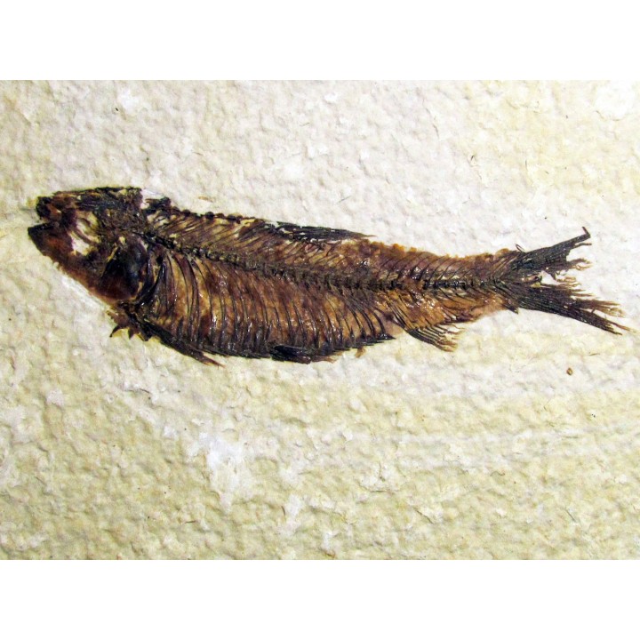 poisson fossile KNIGHTIA EOCAENA (7)