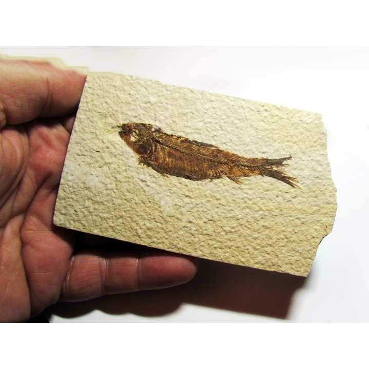 fish: KNIGHTIA EOCAENA (7)