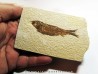 poisson fossile KNIGHTIA EOCAENA (7)