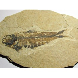 fish: KNIGHTIA EOCAENA (8)