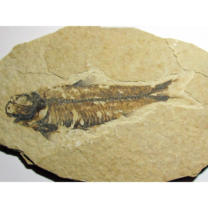 fish: KNIGHTIA EOCAENA (8)