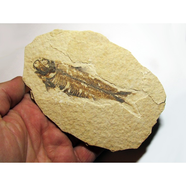 poisson fossile KNIGHTIA EOCAENA (8)