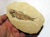 fish: KNIGHTIA EOCAENA (8)