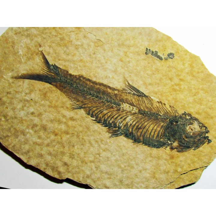 fish: KNIGHTIA EOCAENA (9)