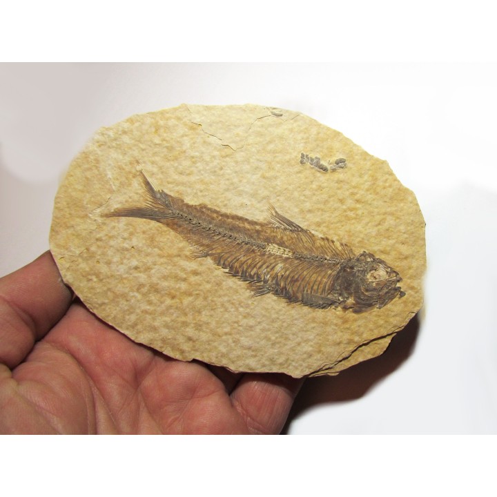 fish: KNIGHTIA EOCAENA (9)
