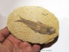 poisson fossile KNIGHTIA EOCAENA (9)