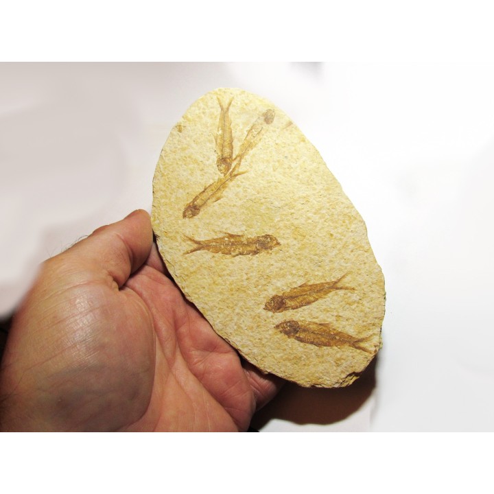 fish: KNIGHTIA EOCAENA (10)