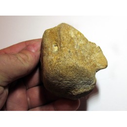 MOSASAURE  Vertebrae (texas - USA) (1)