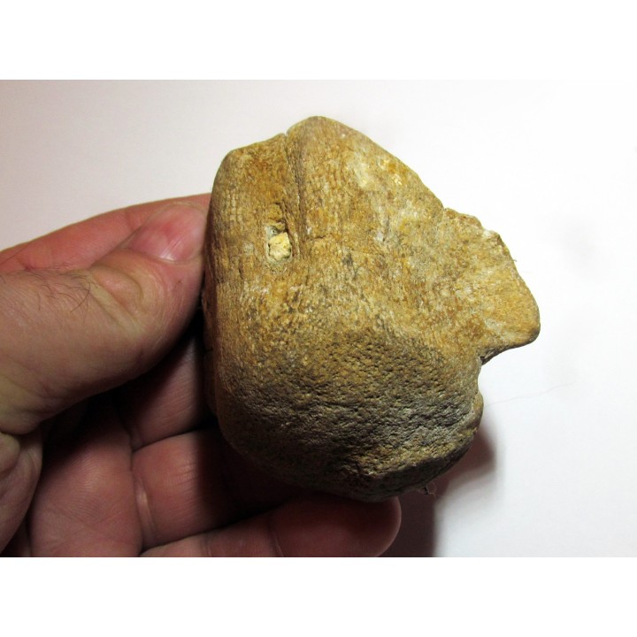 Vertebre DE MOSASAURE (texas - USA) (1)