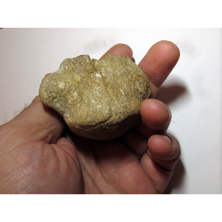 MOSASAURE  Vertebrae (texas - USA) (1)